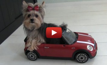 This Tiny Dog Do the Cutest Tricks I Ever Seen! I’ve Never Seen Anything Cuter!