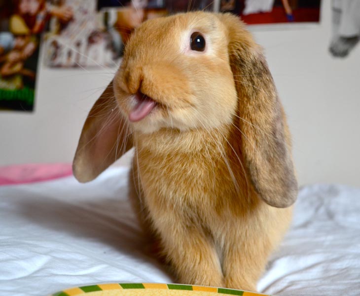 Cute Rabbits Tongues