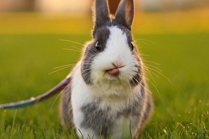 Cute Rabbits Tongues