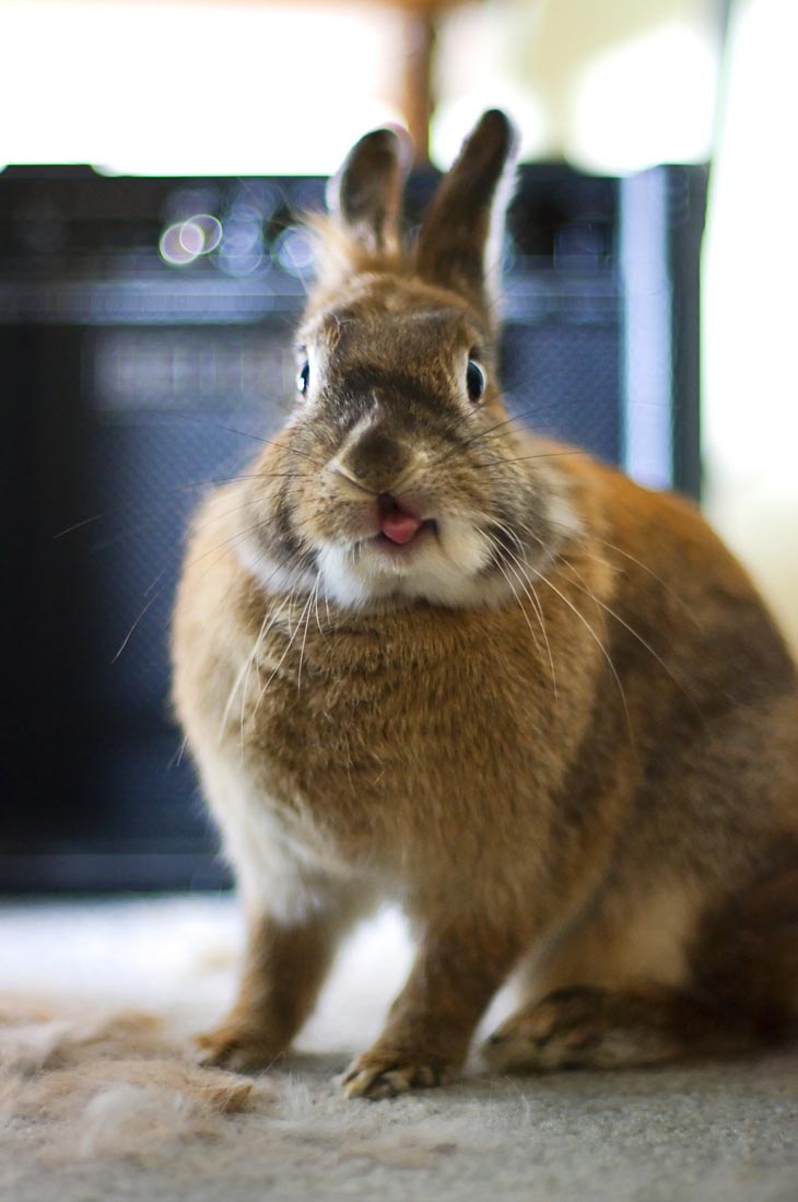 Cute Rabbits Tongues