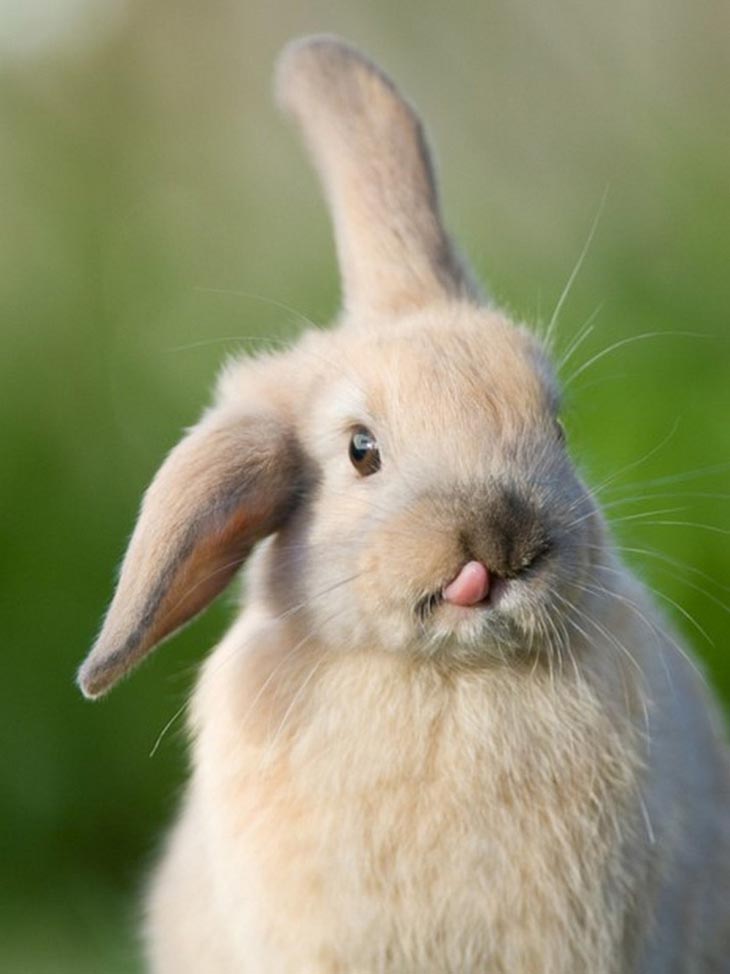 Cute Rabbits Tongues