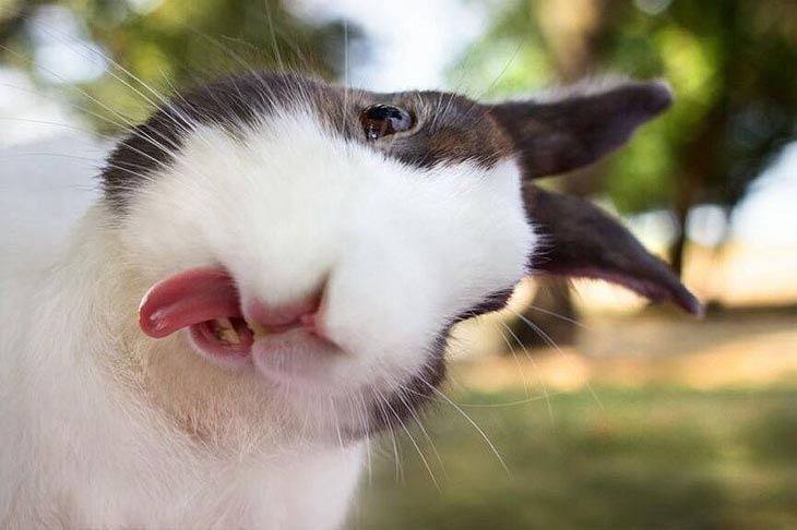 Cute Rabbits Tongues