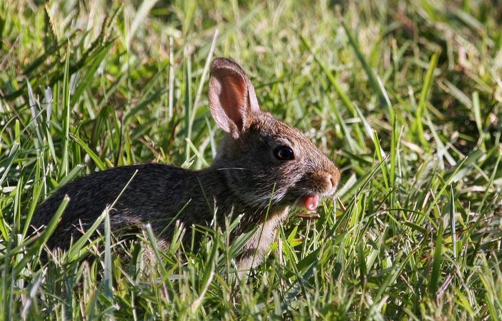 Cute Rabbits Tongues