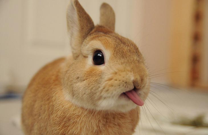 Cute Rabbits Tongues