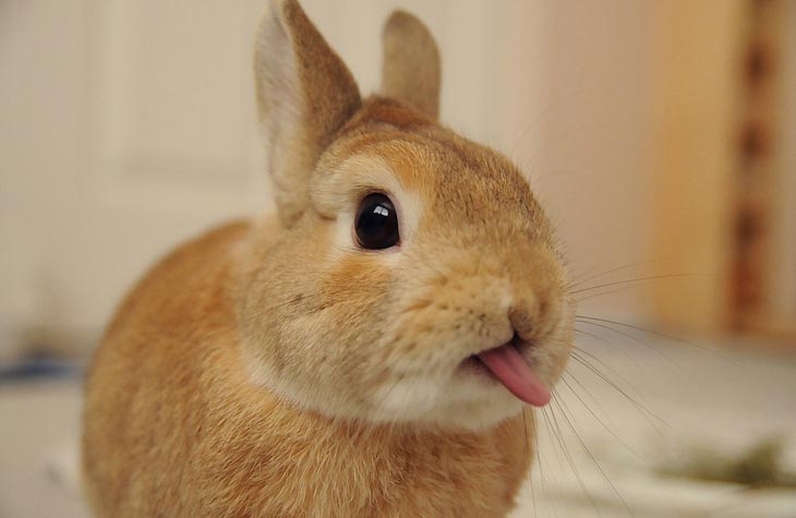 Cute Rabbits Tongues