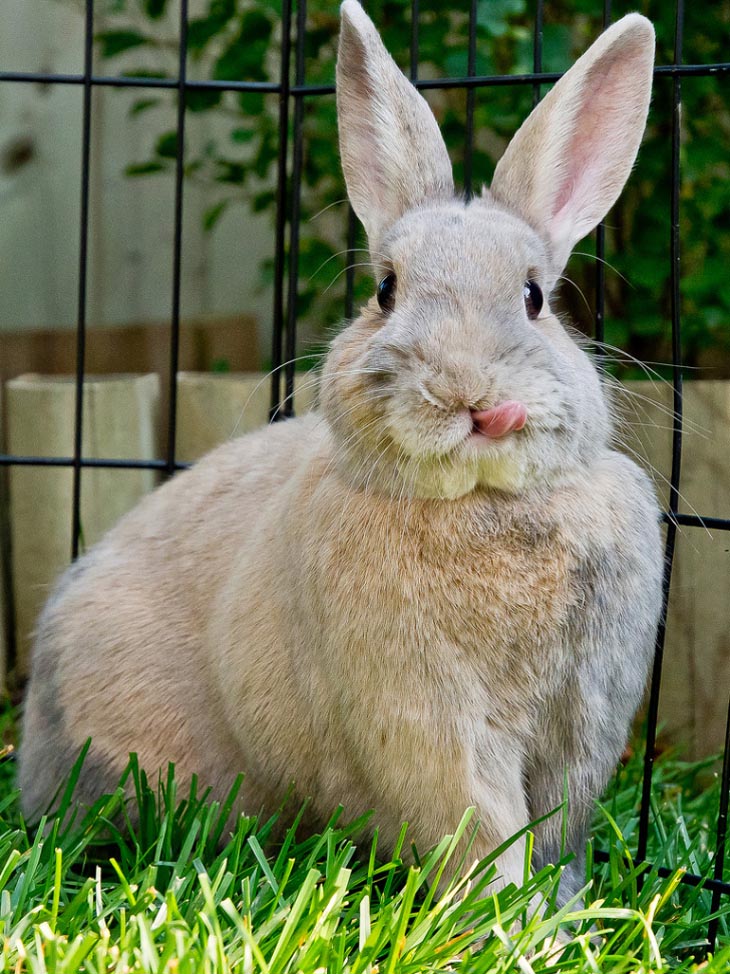 Cute Rabbits Tongues