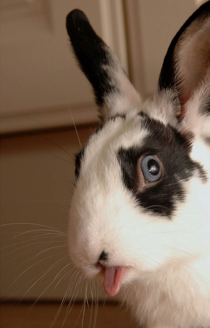 Cute Rabbits Tongues