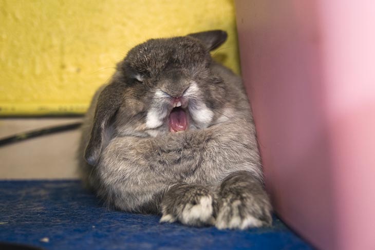 Cute Rabbits Tongues