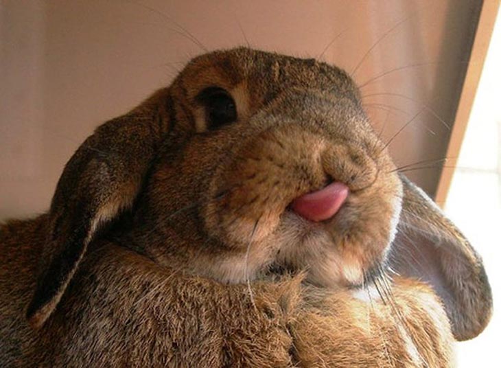 Cute Rabbits Tongues