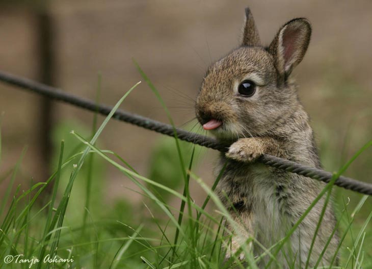 Cute Rabbits Tongues