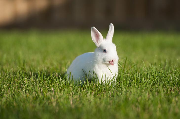 Cute Rabbits Tongues