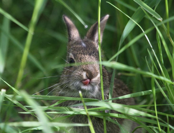 Cute Rabbits Tongues