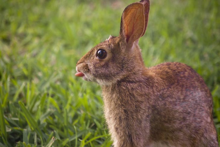 Cute Rabbits Tongues