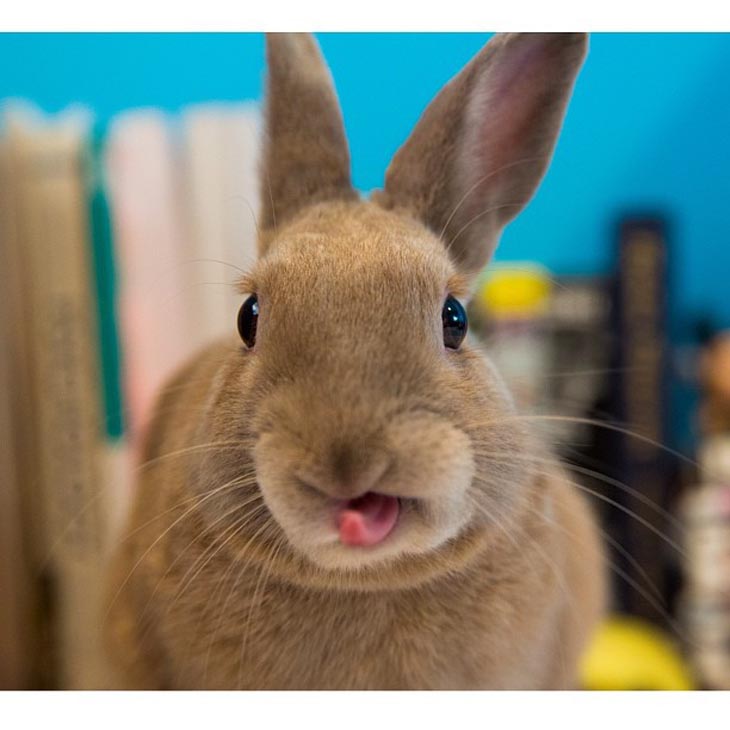 Cute Rabbits Tongues