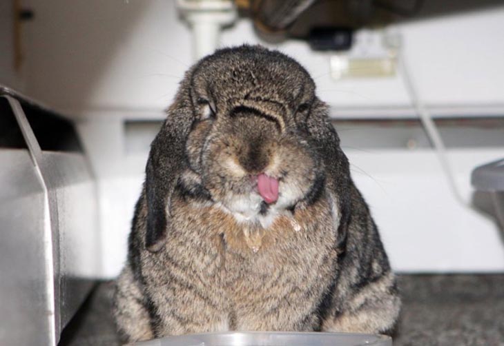 Cute Rabbits Tongues