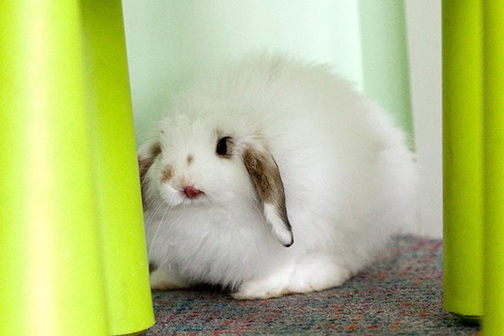 Cute Rabbits Tongues