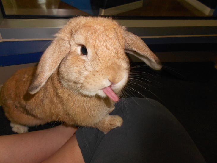 Cute Rabbits Tongues