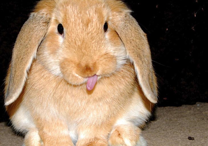 Cute Rabbits Tongues