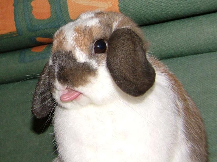 Cute Rabbits Tongues