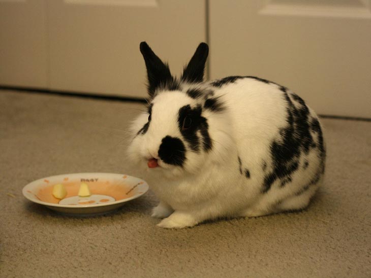 Cute Rabbits Tongues