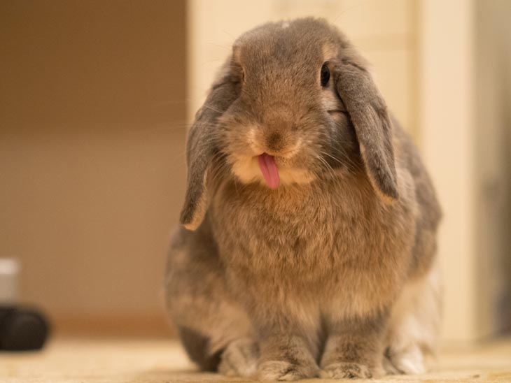 Cute Rabbits Tongues