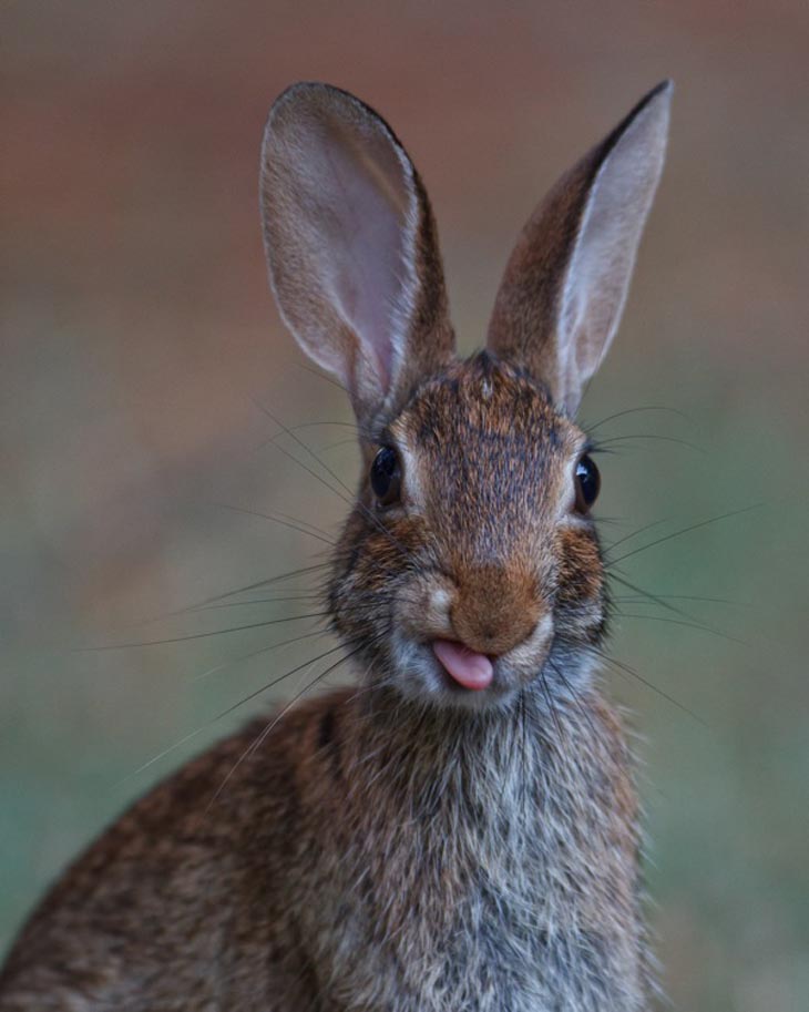 Cute Rabbits Tongues