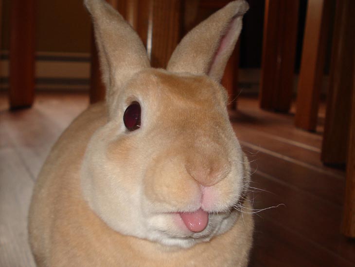 Cute Rabbits Tongues