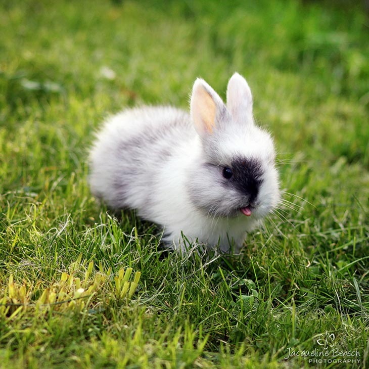 Cute Rabbits Tongues