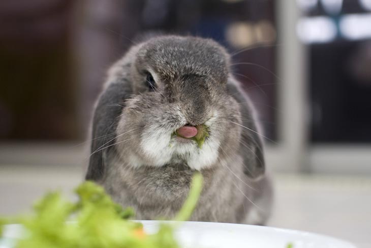 Cute Rabbits Tongues