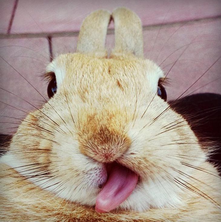 Cute Rabbits Tongues