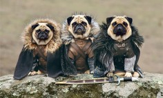 Look How these Three Pugs Dressed Up To Re-enact The Game Of Thrones. Awesome!