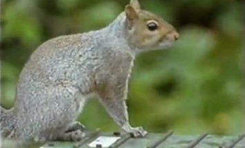 This Squirrel Is Better Than Tom Cruise Of Mission Impossible. Amazing Stunts!