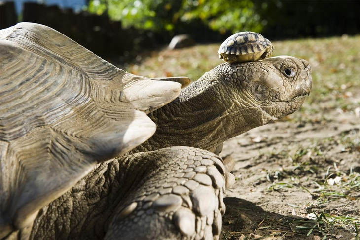 Animals With Their Sweet Little Babies