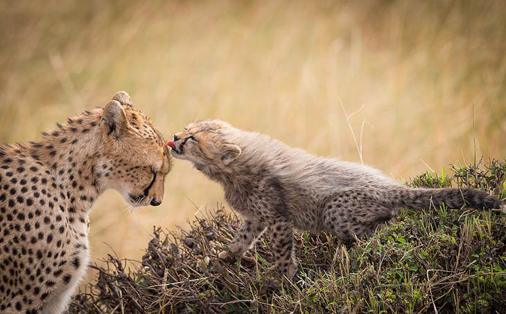 Animals With Their Sweet Little Babies