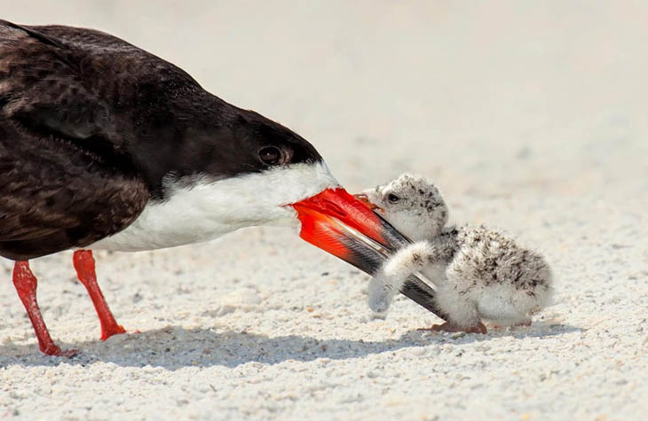 Animals With Their Sweet Little Babies