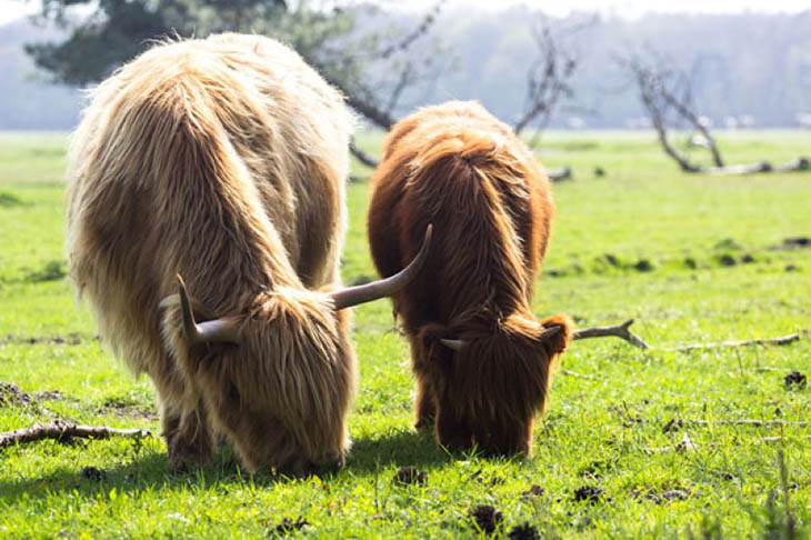 Animals With Their Sweet Little Babies