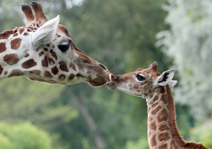 Animals With Their Sweet Little Babies