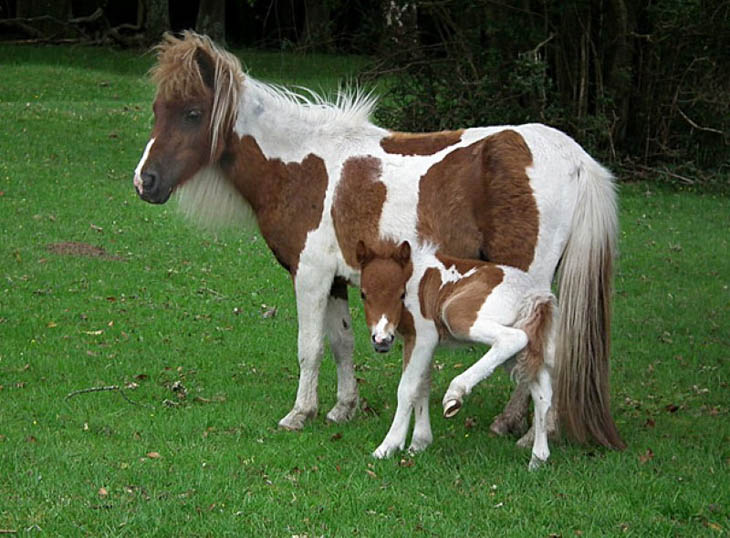 Animals With Their Sweet Little Babies