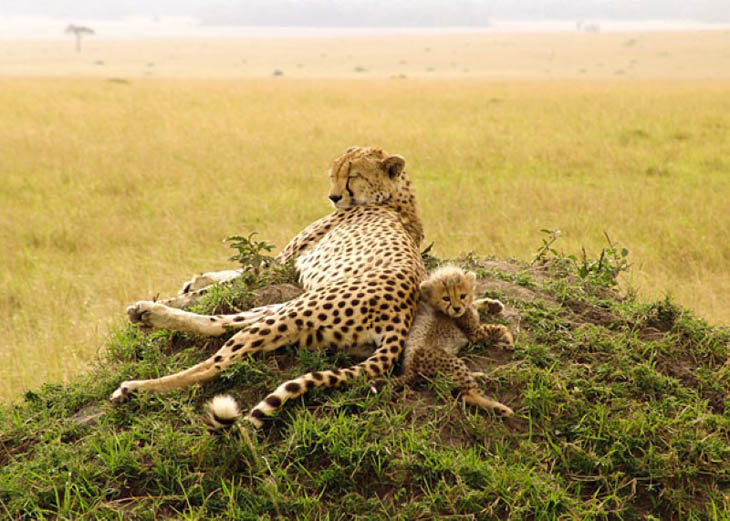 Animals With Their Sweet Little Babies
