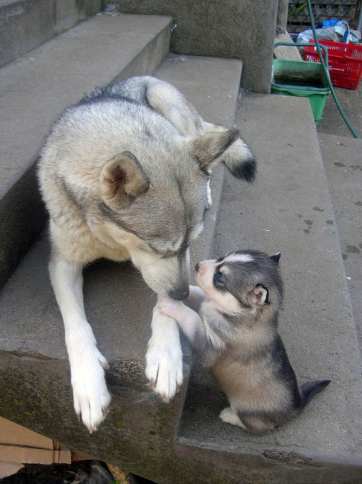 Animals With Their Sweet Little Babies