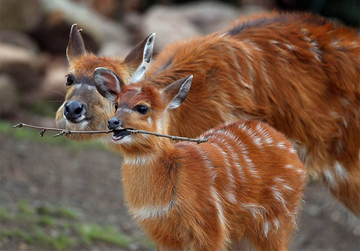 Animals With Their Sweet Little Babies