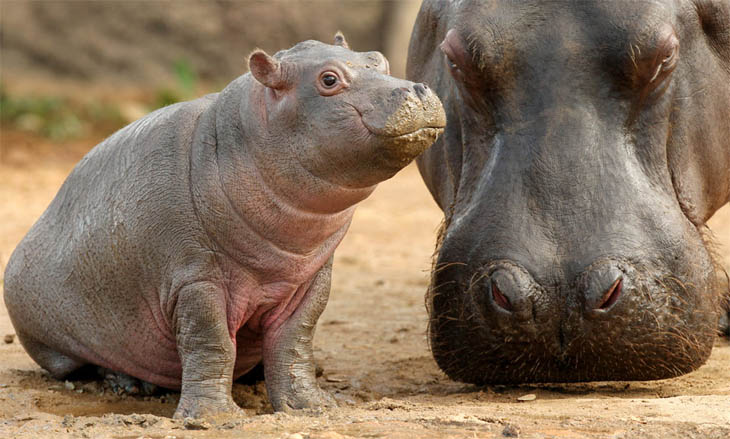 Animals With Their Sweet Little Babies