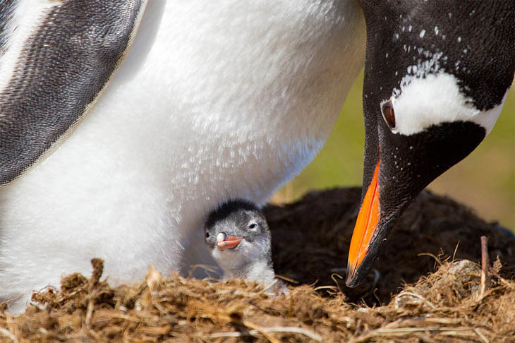 Animals With Their Sweet Little Babies