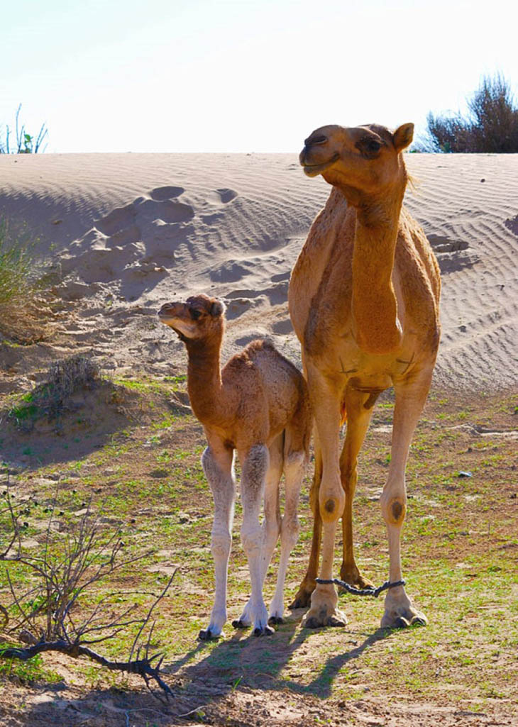 Animals With Their Sweet Little Babies