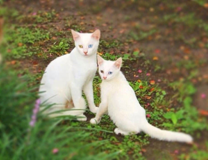 Animals With Their Sweet Little Babies