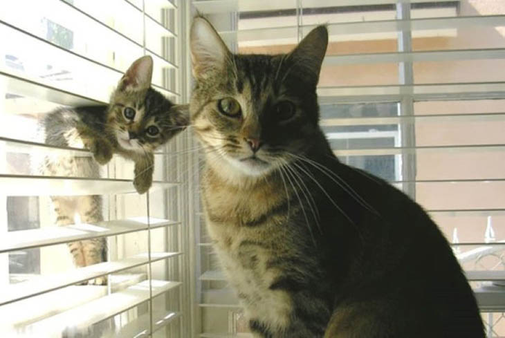 Animals With Their Sweet Little Babies