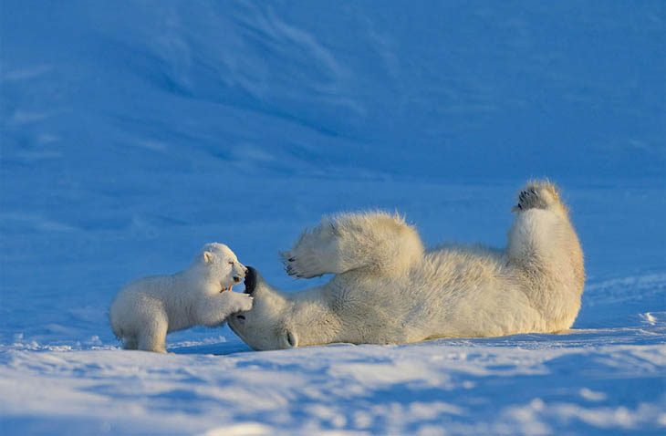 Animals With Their Sweet Little Babies