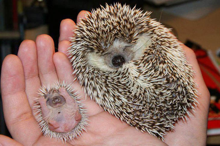 Animals With Their Sweet Little Babies