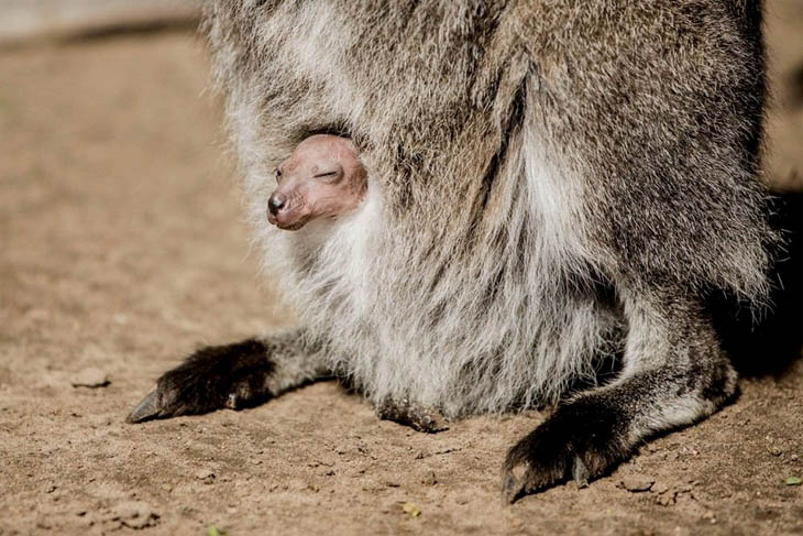 Animals With Their Sweet Little Babies