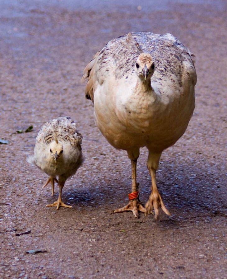 Animals With Their Sweet Little Babies